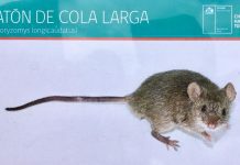 Puerto Montt podría contar con equipos técnicos para atención de pacientes con virus hanta