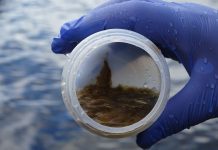 Sernapesca confirmó presencia de Didymo en lago Yelcho