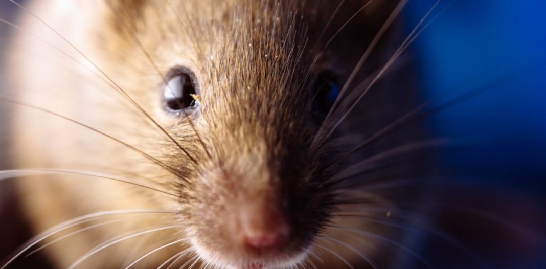 H1JS3P1Hm_1256x620__2