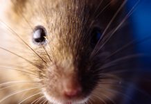 Chubut Argentina: confirman más casos de Hantavirus y suspenden cuatro fiestas populares