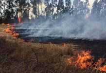 Acusan intencionalidad en cuatro focos de incendio en Riachuelo