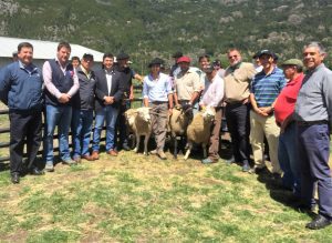 Reproductores de genética superior mejorarán competitividad de ganado ovino en Palena