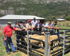 Reproductores de genética superior mejorarán competitividad de ganado ovino en Palena