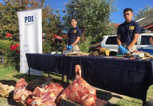 Valdivia: PDI detiene in fraganti a banda que se dedicaba a cometer abigeatos