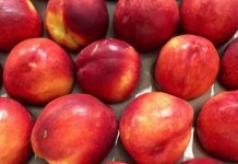 Ministro de Agricultura por contaminación de fruta chilena con listeria: Fue una autodenuncia