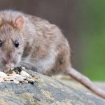 image_content_10403851_20181217154928