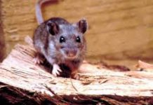 De Palena es la mujer que presenta primer caso positivo de HANTA en la región de Los Lagos