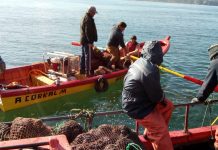 Prohíben extracción de locos por Marea Roja al límite sur de la región de Los Ríos