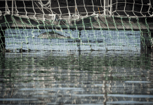 Por fuga de salmones proponen cambio en normativa de infraestructura metálica