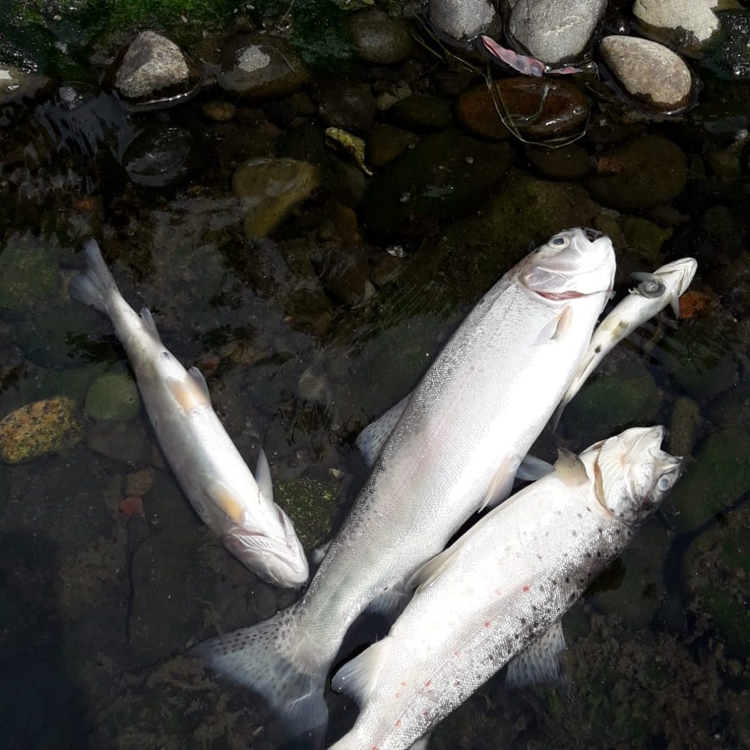 15394853-2259-4850-8241-29a8c8a7c6fe