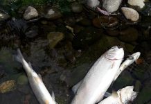 Sernapesca envía muestras a laboratorio tras mortandad de peces en Río Damas
