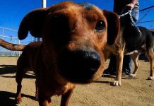 Este viernes se inaugurará en Osorno la Clínica Veterinaria Municipal