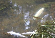 Hasta pena privativa de libertad podría arriesgar eventual responsable de contaminación en río Damas