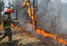 Intendente destacó la acción de la policía y de la comunidad en denunciar a quienes inician los incendios forestales