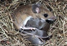 Descartan caso sospechoso de virus Hanta en Osorno