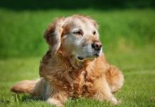 Osorno: La comuna con mayor cifra de registro de mascotas en Los Lagos