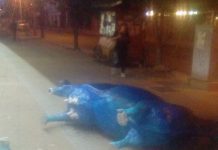 Repudio: Confirman daño en ocho de las 10 Vacas Urbanas de Osorno