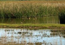 Ingresan antecedentes al municipio de Osorno por nuevo humedal urbano catastrado en la comuna