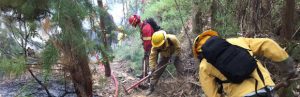 Conaf refuerza monitoreos en provincia de Osorno por aumento de temperaturas