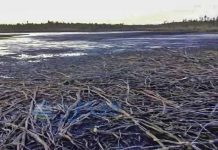 Laguna Huayamó en Calbuco será inspeccionada por profesionales del Tribunal Ambiental