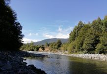 Sernapesca descartó presencia de Didymo en el río Cisne de la comuna de Hualaihué