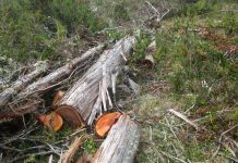 Sigue la tala ilegal de alerces esta vez fue en la comuna de Maullin