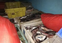 Más de 3600 kilos de merluza incautó Sernapesca