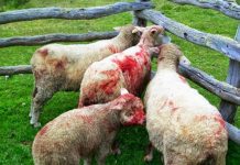 Ataque de perros a ganado dejó pérdidas cuantiosas a una familia de un sector rural en Purranque