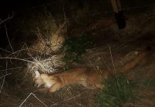 Constatan muerte de un puma tras atropello en ruta 215