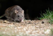 Mujer de Puerto Octay se debate entre la vida y la muerte producto del virus hanta