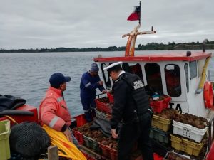 Incautan más de 500 kilos de erizos en Chiloé