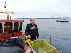 Incautan más de 500 kilos de erizos en Chiloé