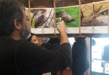Con nueva exposición de anfibios y aves urbanas se cerró el Proyecto FPA en Galería Sur Vivo en Puerto Varas