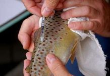 Chile lidera programa de reducción de uso de antibióticos en la industria salmonera