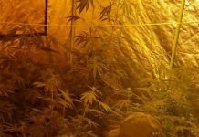 Con medidas cautelares quedó funcionario municipal que fue detenido por cultivo de marihuana en Puerto Montt