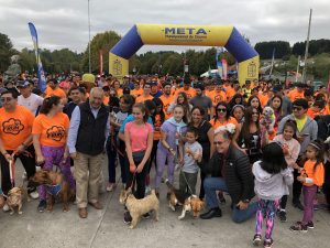 Osorninos dijeron SÍ a la tenencia responsable de mascotas