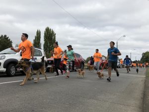 Osorninos dijeron SÍ a la tenencia responsable de mascotas