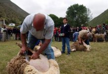 A fuerza de bajos precios, se colocaron más de 4 millones de kg de lana en China