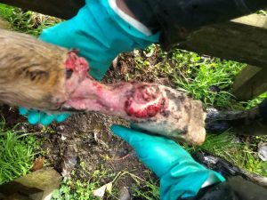 Ataque de perros dejó una veintena de animales muertos en sector Pichi Río Negro - Rupanco