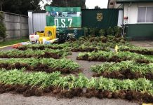 Decomiso de marihuana equivalente a 7 millones de dosis realizó Carabineros en Fresia