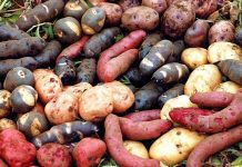 INDAP descartó que variedades de semillas nativas se encuentren sujetas al TPP11