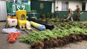 Decomiso de marihuana equivalente a 7 millones de dosis realizó Carabineros en Fresia