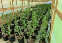 Decretan prisión preventiva para cinco sujetos involucrados en millonario cultivos de marihuana en Fresia