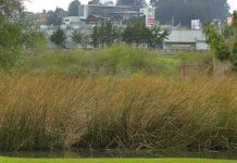 Planos reguladores comunales no consideran la conservación del Medio Ambiente