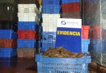 Más de mil 300 kilos de erizos fueron incautados por SERNAPESCA y la autoridad marítima en Chiloé