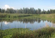 Municipio de Puerto Montt incluirá preservación de humedales urbanos en plano regulador