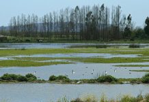 Región de Los Lagos es la segunda del país con mayor superficie de humedales: Son más de 150 mil hectáreas