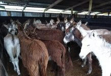 Más de 340 millones serán destinados para la bonificación de zonas extremas