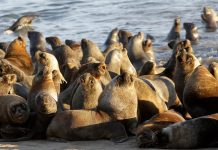 Crisis de la pesca artesanal: Puerto Montt apoya con puestos de trabajo a las familias