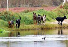 APROLECHE inició reuniones con parlamentarios ante daño provocado por perros asilvestrados
